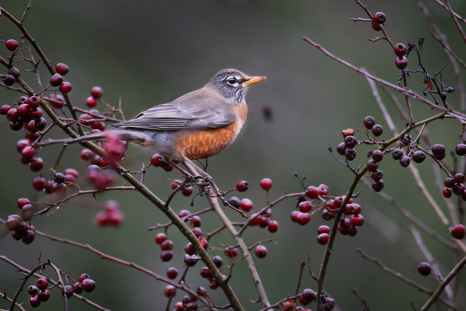 The American Robin is present in every neighborhood in Thurston County -- and very musical, too.